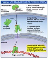 Direct response to lipid-soluble signals