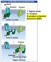 GPCR pathway step 1: G protein inactive (GDP)