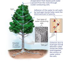 Water transport in plants