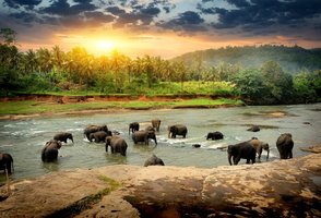 Elephants in river at sunset