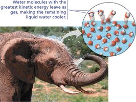 Evaporative cooling in elephants