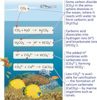 Ocean acidification process