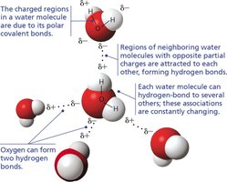 Hydrogen bonding between water molecules