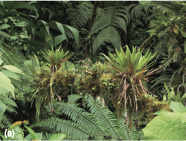 Various plant species