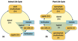 Comparison of animal and plant life cycles