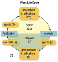 Plant life cycle diagram