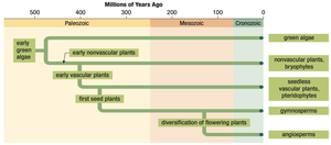 Plant phylogeny and evolutionary timeline