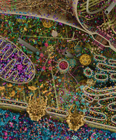 Detailed illustration of cell interior showing cytoskeleton and organelles