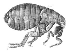Hooke's drawing of a flea from Micrographia