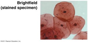 Phase-contrast image of living cells