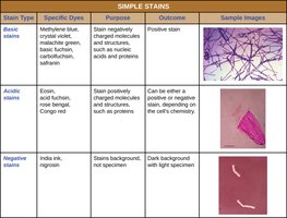 Table of simple stains and their purposes