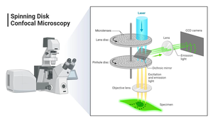 Diagram of spinning disk confocal microscopy