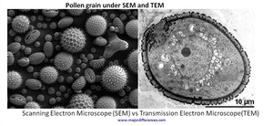 Comparison of SEM and TEM images of pollen grains