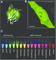 Diagram showing GFP structure, cell labeled with GFP, and various fluorescent protein colors