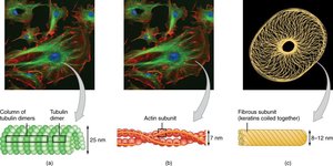 Diagram comparing microtubules, actin filaments, and intermediate filaments