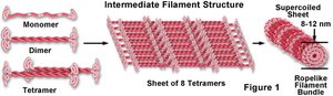 Diagram of intermediate filament structure from monomer to filament bundle