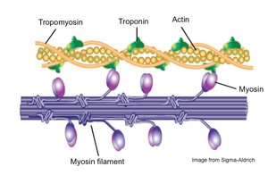 Diagram of actin and myosin filaments in muscle contraction