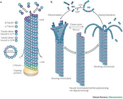 Diagram of microtubule polymerization and depolymerization