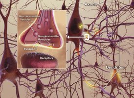 Diagram of neurons showing axons, dendrites, and a synapse with neurotransmitter vesicles and receptors