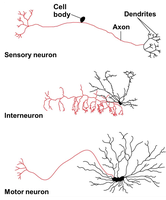 Diagram of sensory, interneuron, and motor neuron structures