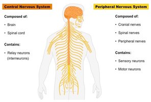 Diagram comparing central and peripheral nervous systems
