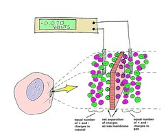 Diagram showing separation of charge across a membrane and measurement of membrane potential