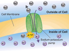 Sodium-potassium pump maintaining ion gradients across the membrane