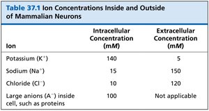 Table of ion concentrations inside and outside mammalian neurons