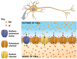 Diagram showing sodium-potassium pump, potassium channel, and sodium channel in a neuron membrane