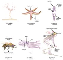 Diversity of nervous system organization in different animal phyla