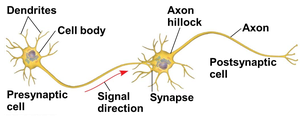 Diagram of a neuron showing dendrites, cell body, axon hillock, axon, synapse, and postsynaptic cell