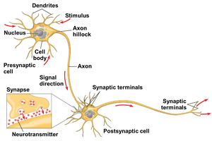 Detailed neuron structure with synaptic terminals and neurotransmitter release