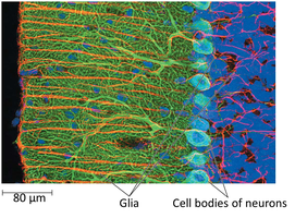Microscopic image showing glia and neuron cell bodies