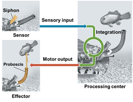 Diagram showing sensory input, integration, and motor output in a simple reflex arc