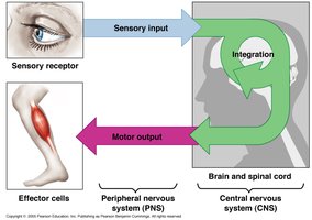 Diagram showing sensory input, integration in CNS, and motor output in PNS