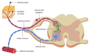 Neural circuit showing sensory neuron, interneuron, and motor neuron