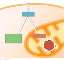 Pyruvate as a metabolic fork: aerobic vs anaerobic pathways