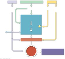 Entry points of proteins, carbohydrates, and fats into cellular respiration