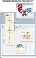 Detailed structure of ATP with high-energy bonds