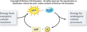ATP hydrolysis and regeneration cycle