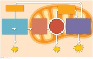 Diagram of cellular respiration stages and their locations