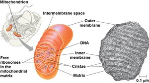 Structure of the mitochondrion and location of the ETC