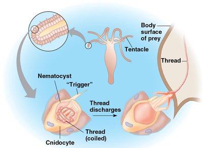 Mechanism of nematocyst discharge in cnidarians