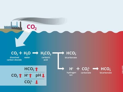 Diagram of ocean acidification and its impact on carbonate chemistry