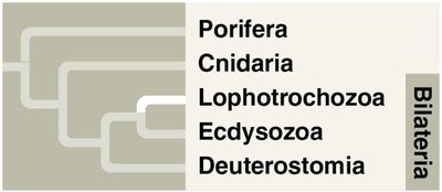 Phylogenetic tree of Lophotrochozoa