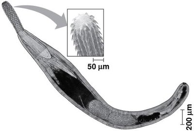 Acanthocephalan with spiny proboscis