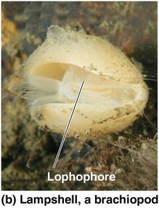 Lampshell, a brachiopod, showing lophophore