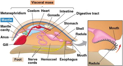 Basic body plan of a mollusc