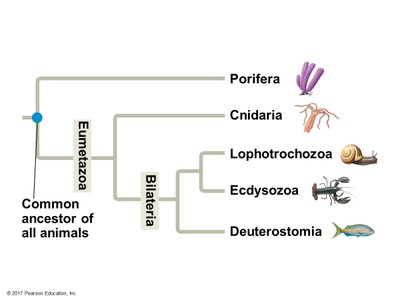 Simplified animal phylogeny showing major invertebrate clades