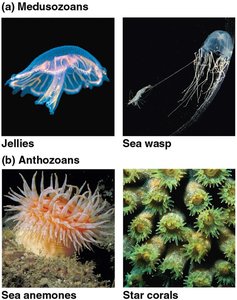 Examples of medusozoans and anthozoans
